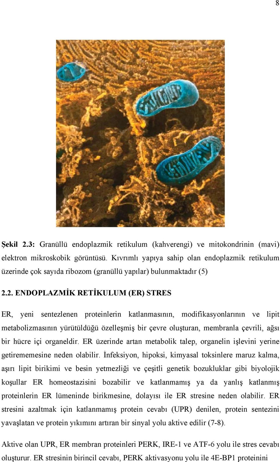 2. ENDOPLAZMİK RETİKULUM (ER) STRES ER, yeni sentezlenen proteinlerin katlanmasının, modifikasyonlarının ve lipit metabolizmasının yürütüldüğü özelleşmiş bir çevre oluşturan, membranla çevrili, ağsı