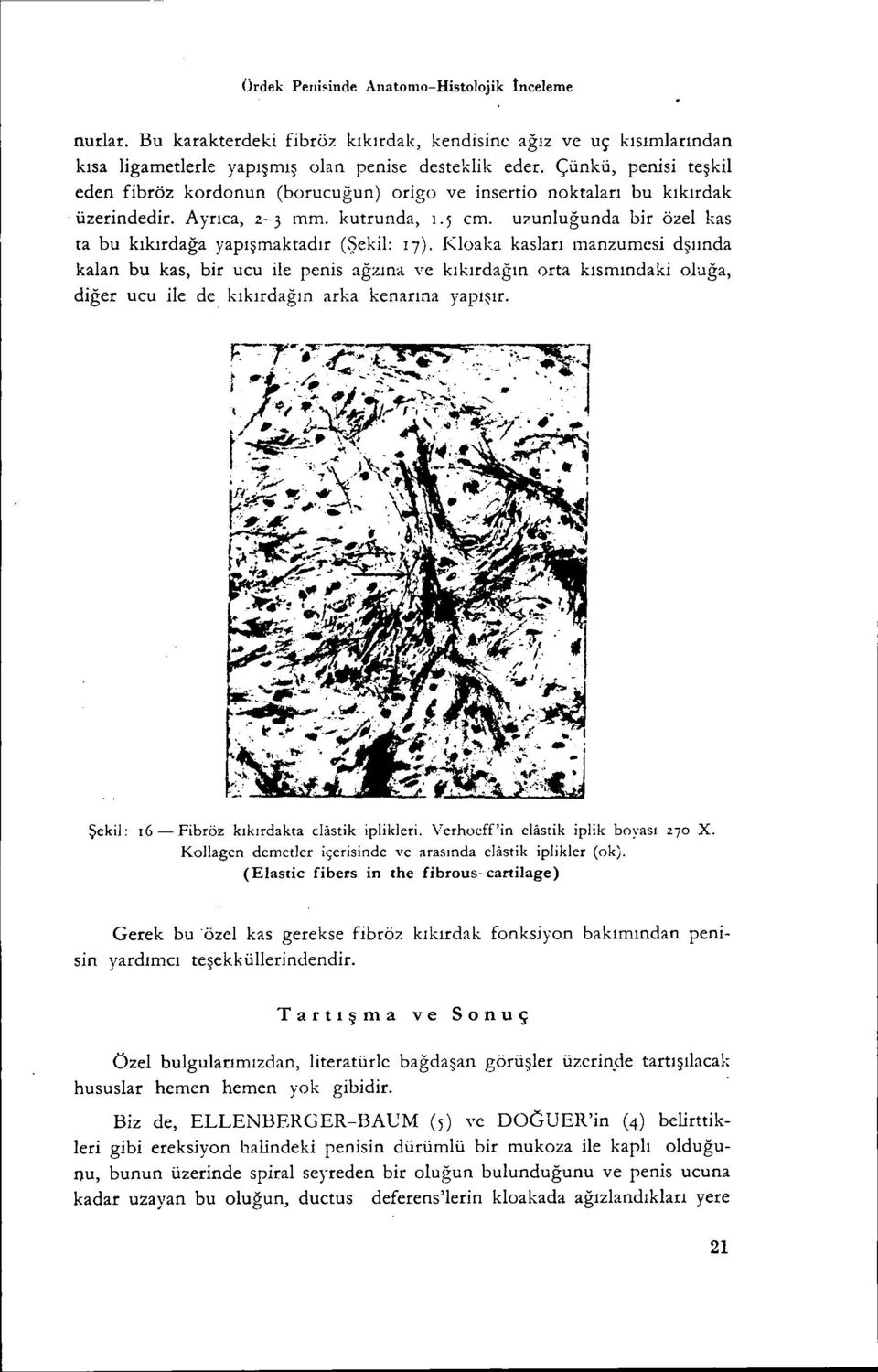 uzunluğunda bir özel kas ta bu kıkırdağa yapışmaktadır (Şekil: 17).