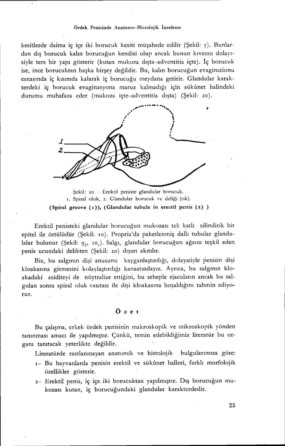 Bu, kalın borucuğun evagin:ıtionu esnasında iç kısımda kalarak iç borucuğu meydana getirir.