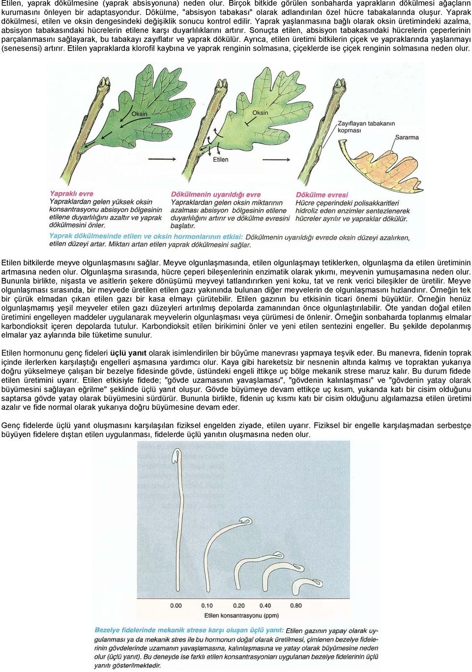 Yaprak yaşlanmasına bağlı olarak oksin üretimindeki azalma, absisyon tabakasındaki hücrelerin etilene karşı duyarlılıklarını artırır.