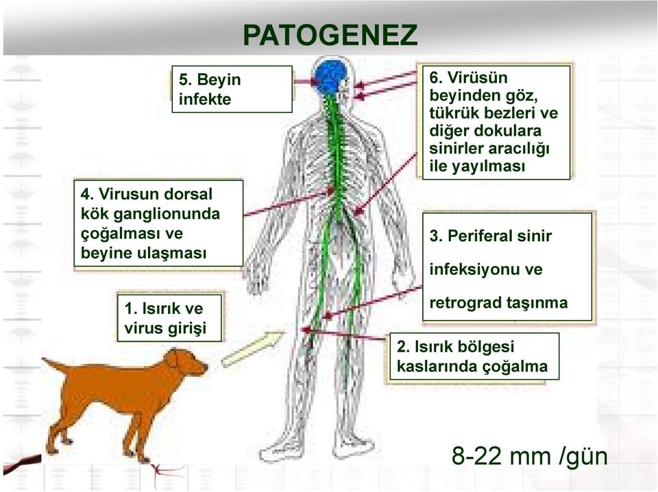 Virüsün beyinden göz, tükrük bezleri ve diğer dokulara sinirler aracılığı ile