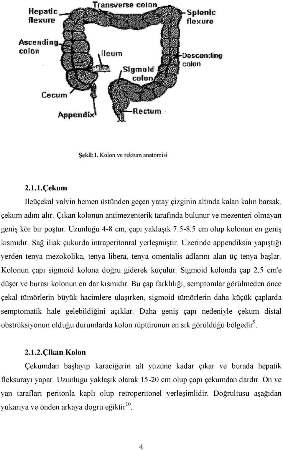 Üzerinde appendiksin yapıştığı yerden tenya mezokolika, tenya libera, tenya omentalis adlarını alan üç tenya başlar. Kolonun çapı sigmoid kolona doğru giderek küçülür. Sigmoid kolonda çap 2.