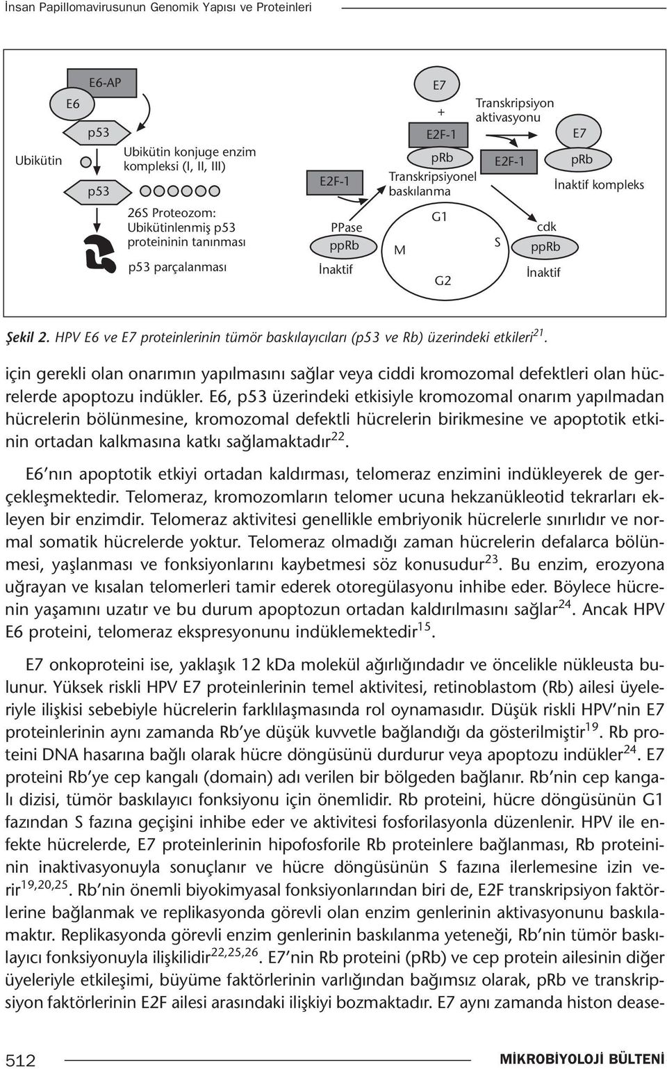 HPV E6 ve E7 proteinlerinin tümör baskılayıcıları (p53 ve Rb) üzerindeki etkileri 21. için gerekli olan onarımın yapılmasını sağlar veya ciddi kromozomal defektleri olan hücrelerde apoptozu indükler.