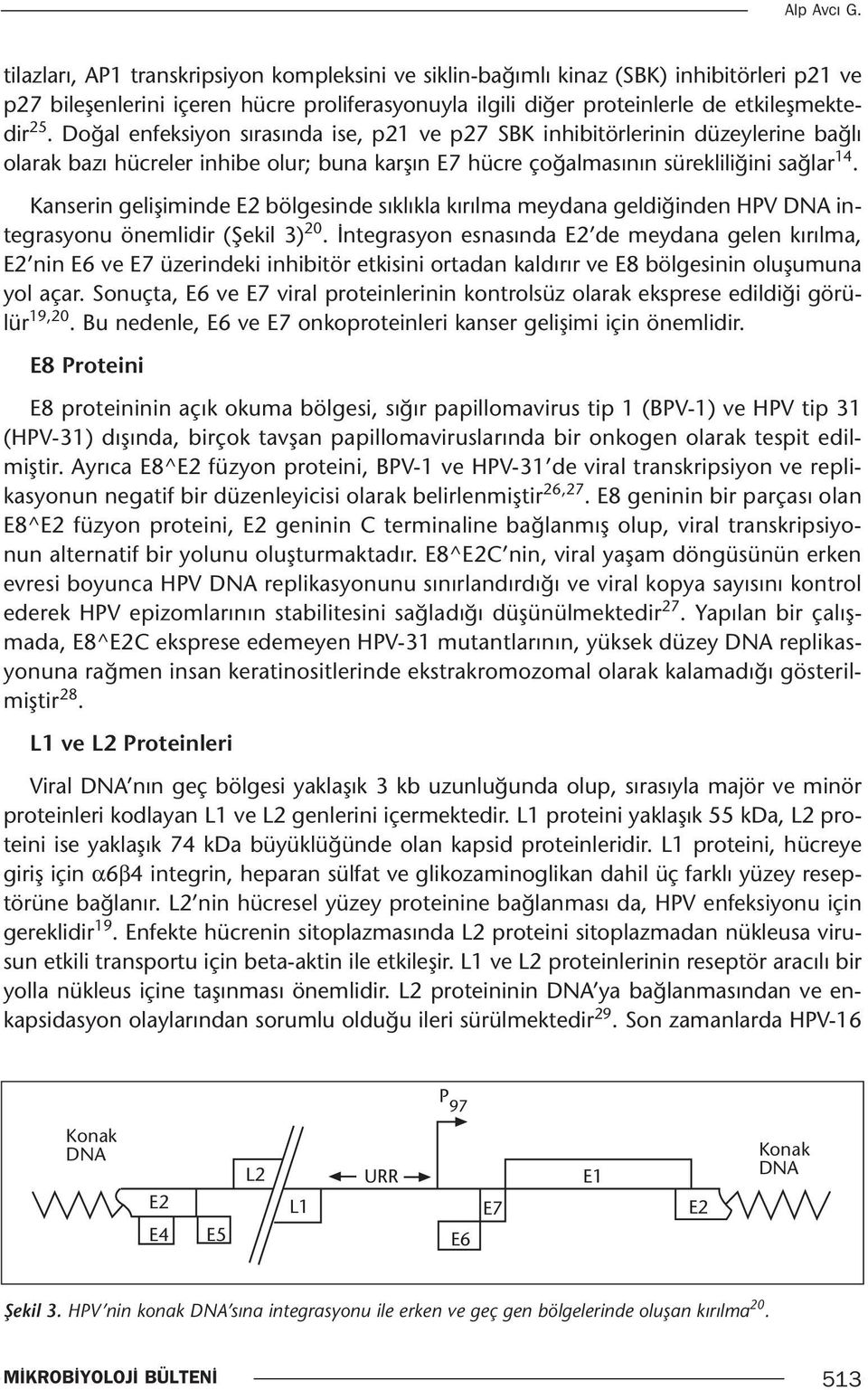 Doğal enfeksiyon sırasında ise, p21 ve p27 SBK inhibitörlerinin düzeylerine bağlı olarak bazı hücreler inhibe olur; buna karşın E7 hücre çoğalmasının sürekliliğini sağlar 14.