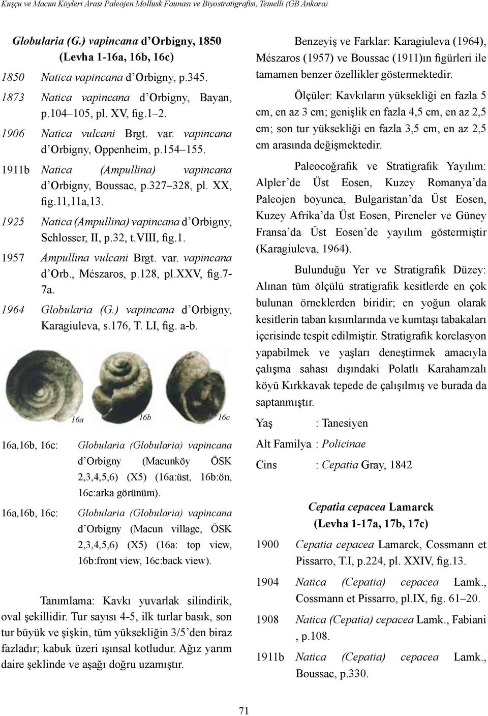 1911b Natica (Ampullina) vapincana d Orbigny, Boussac, p.327 328, pl. XX, fig.11,11a,13. 1925 Natica (Ampullina) vapincana d Orbigny, Schlosser, II, p.32, t.viii, fig.1. 1957 Ampullina vulcani Brgt.
