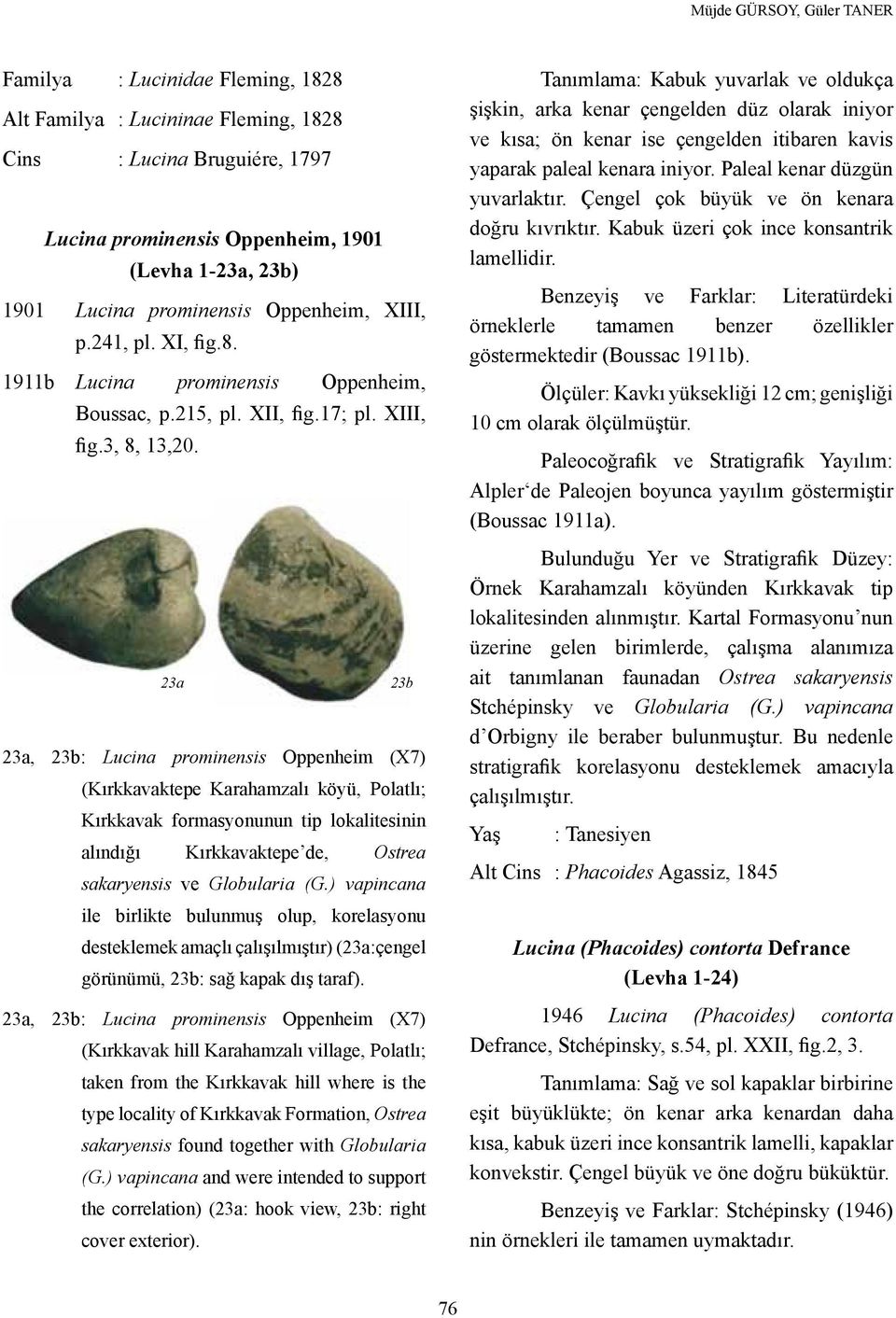 23a 23b 23a, 23b: Lucina prominensis Oppenheim (X7) (Kırkkavaktepe Karahamzalı köyü, Polatlı; Kırkkavak formasyonunun tip lokalitesinin alındığı Kırkkavaktepe de, Ostrea sakaryensis ve Globularia (G.