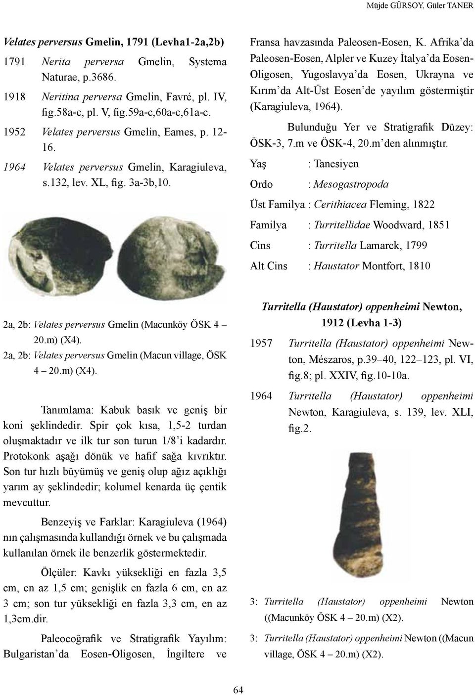 Afrika da Paleosen-Eosen, Alpler ve Kuzey İtalya da Eosen- Oligosen, Yugoslavya da Eosen, Ukrayna ve Kırım da Alt-Üst Eosen de yayılım göstermiştir (Karagiuleva, 1964). ÖSK-3, 7.m ve ÖSK-4, 20.