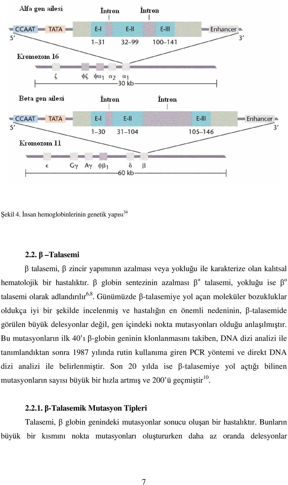 Günümüzde β-talasemiye yol açan moleküler bozukluklar oldukça iyi bir şekilde incelenmiş ve hastalığın en önemli nedeninin, β-talasemide görülen büyük delesyonlar değil, gen içindeki nokta