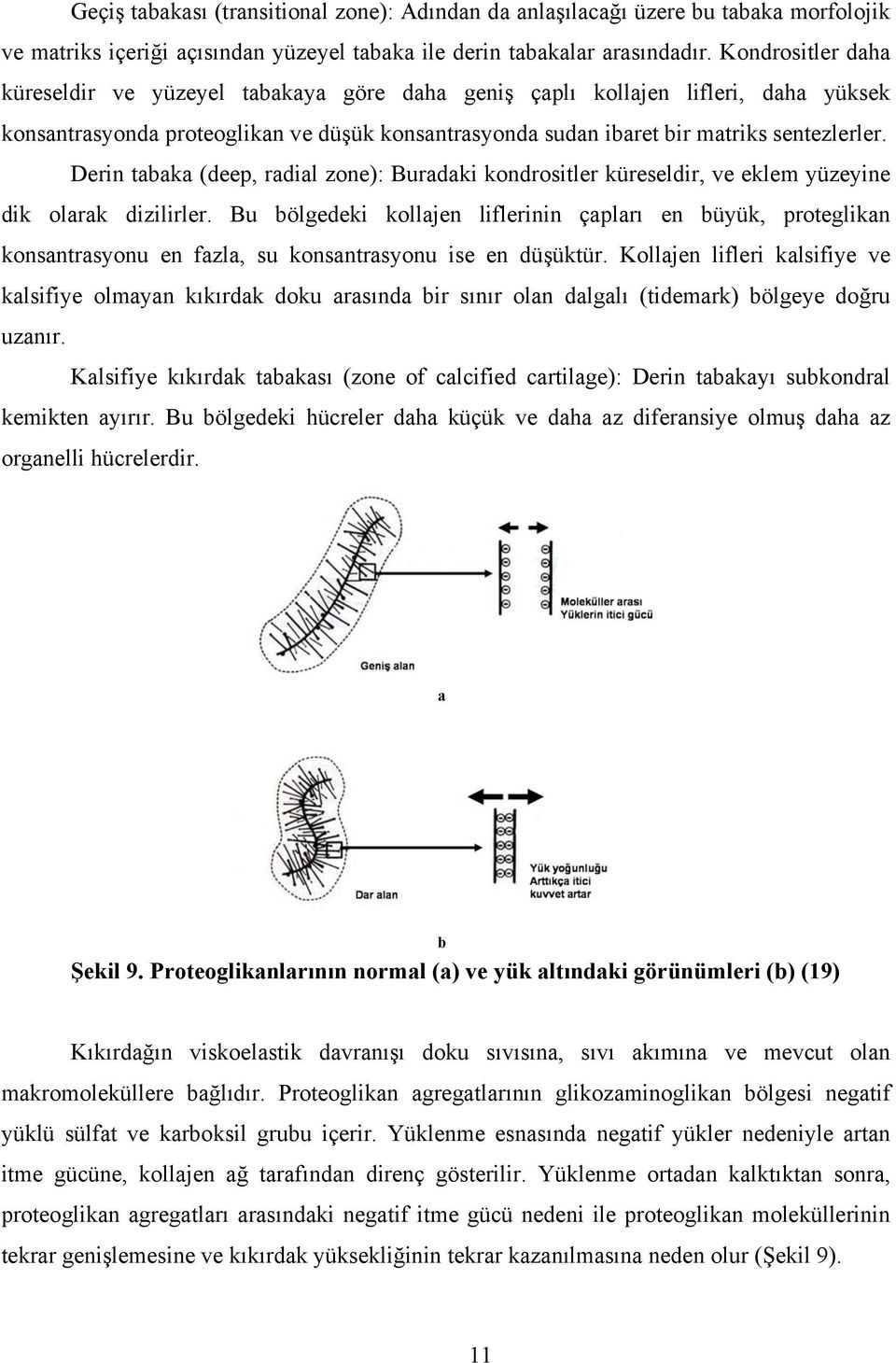 Derin tabaka (deep, radial zone): Buradaki kondrositler küreseldir, ve eklem yüzeyine dik olarak dizilirler.