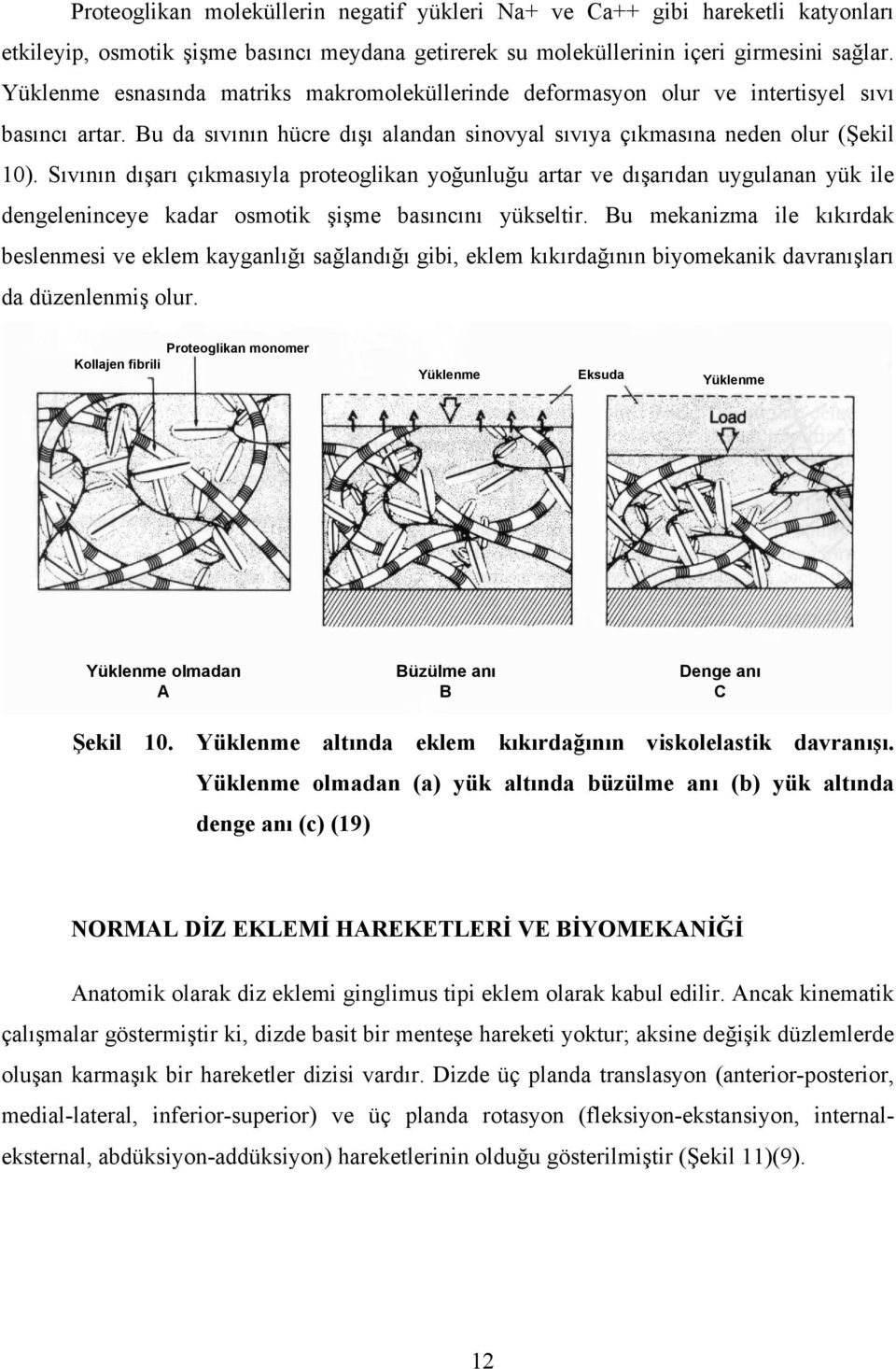 Sıvının dışarı çıkmasıyla proteoglikan yoğunluğu artar ve dışarıdan uygulanan yük ile dengeleninceye kadar osmotik şişme basıncını yükseltir.