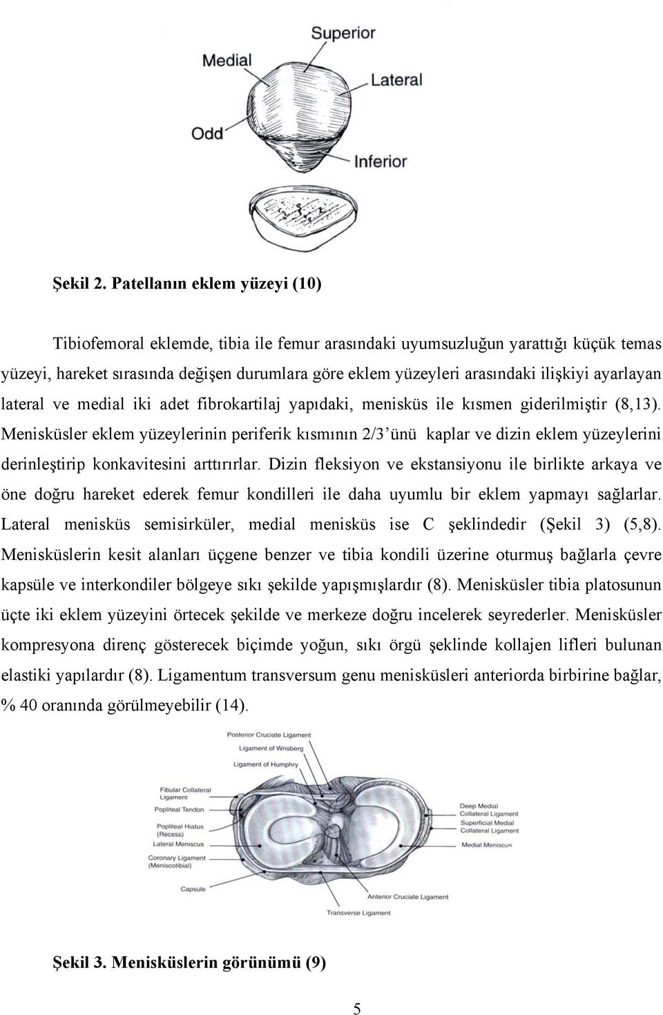 ayarlayan lateral ve medial iki adet fibrokartilaj yapıdaki, menisküs ile kısmen giderilmiştir (8,13).