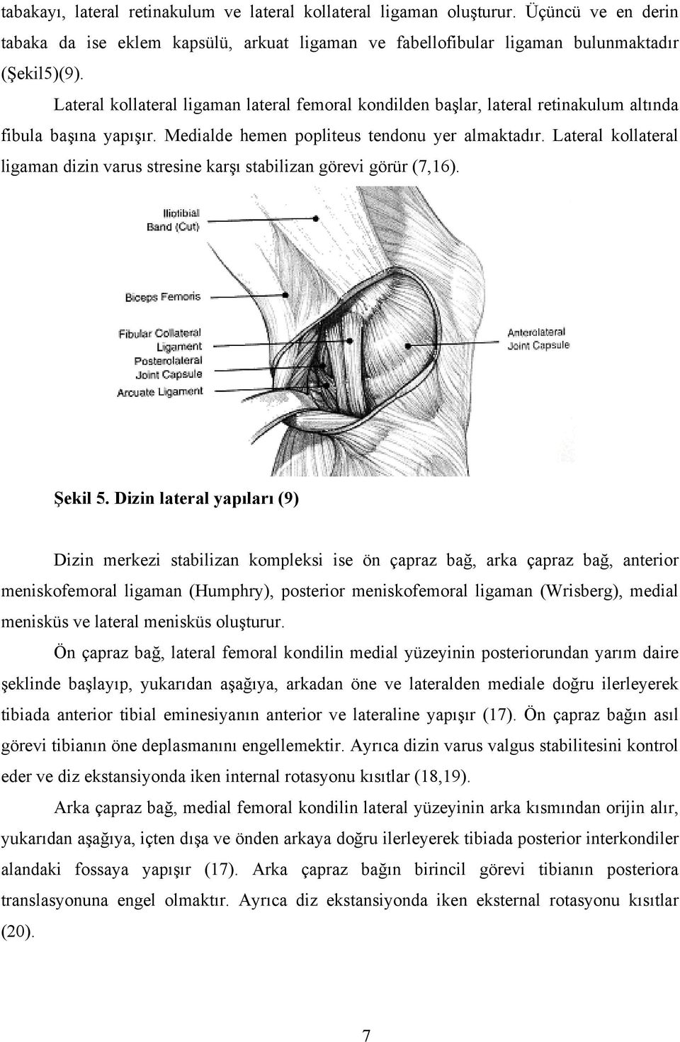 Lateral kollateral ligaman dizin varus stresine karşı stabilizan görevi görür (7,16). Şekil 5.