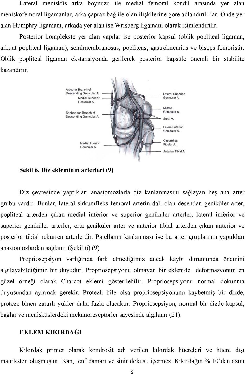 Posterior komplekste yer alan yapılar ise posterior kapsül (oblik popliteal ligaman, arkuat popliteal ligaman), semimembranosus, popliteus, gastroknemius ve biseps femoristir.