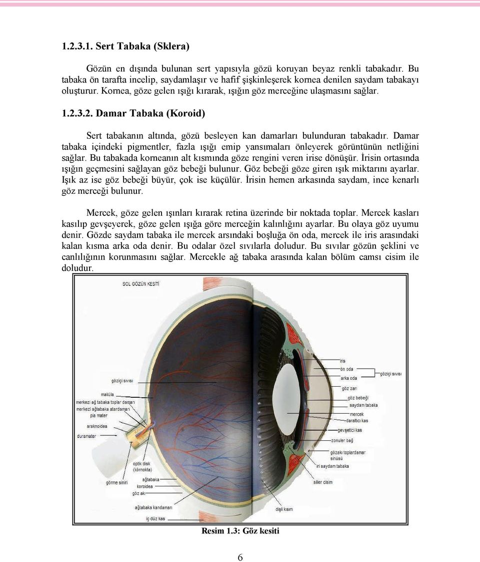 3.2. Damar Tabaka (Koroid) Sert tabakanın altında, gözü besleyen kan damarları bulunduran tabakadır.