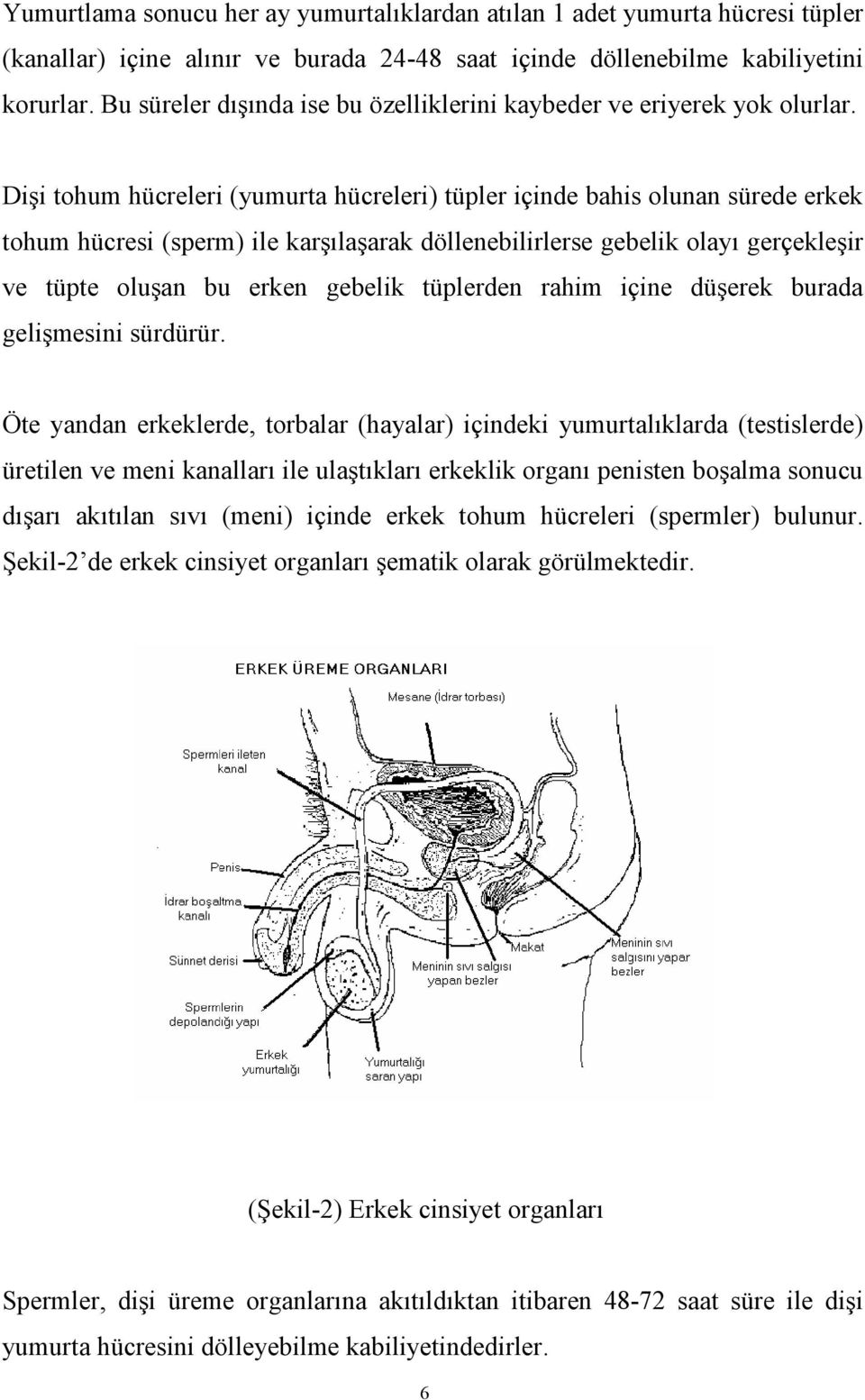 Dişi tohum hücreleri (yumurta hücreleri) tüpler içinde bahis olunan sürede erkek tohum hücresi (sperm) ile karşılaşarak döllenebilirlerse gebelik olayı gerçekleşir ve tüpte oluşan bu erken gebelik