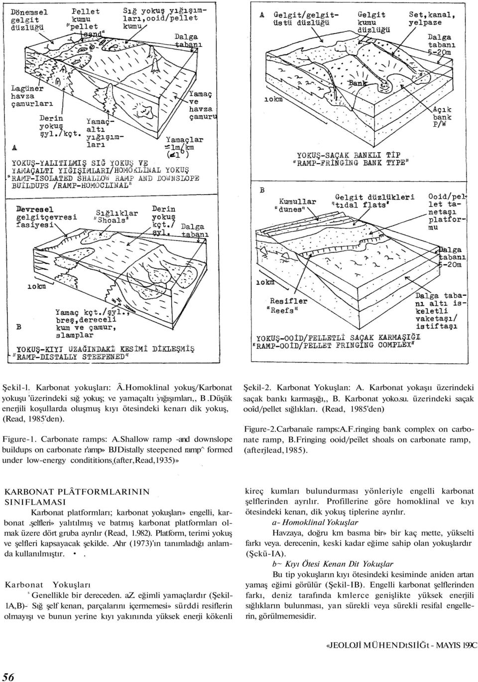 Shallow ramp -and downslope buildups on carbonate r'amp» BJDistally steepened ramp^ formed under low-energy condititions s (after,read,1935)» Şekil-2. Karbonat Yokuşlan: A.