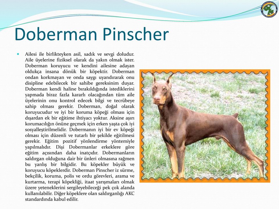 Doberman kendi haline bırakıldığında istediklerini yapmada biraz fazla kararlı olacağından tüm aile üyelerinin onu kontrol edecek bilgi ve tecrübeye sahip olması gerekir.