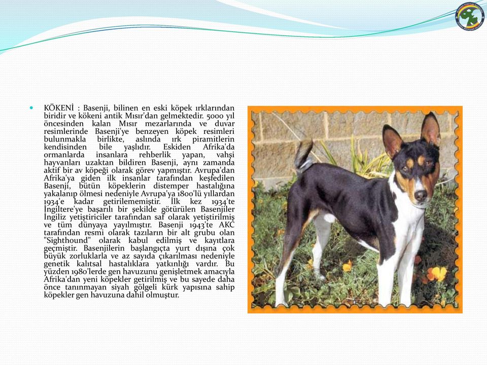 Eskiden Afrika'da ormanlarda insanlara rehberlik yapan, vahşi hayvanları uzaktan bildiren Basenji, aynı zamanda aktif bir av köpeği olarak görev yapmıştır.