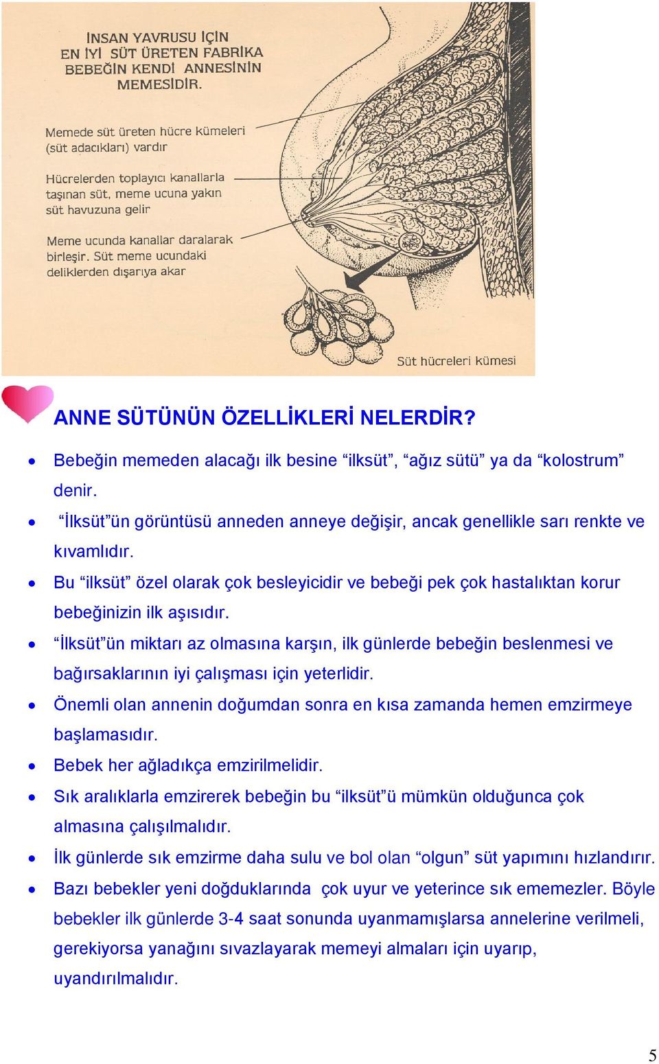 İlksüt ün miktarı az olmasına karşın, ilk günlerde bebeğin beslenmesi ve bağırsaklarının iyi çalışması için yeterlidir. Önemli olan annenin doğumdan sonra en kısa zamanda hemen emzirmeye başlamasıdır.