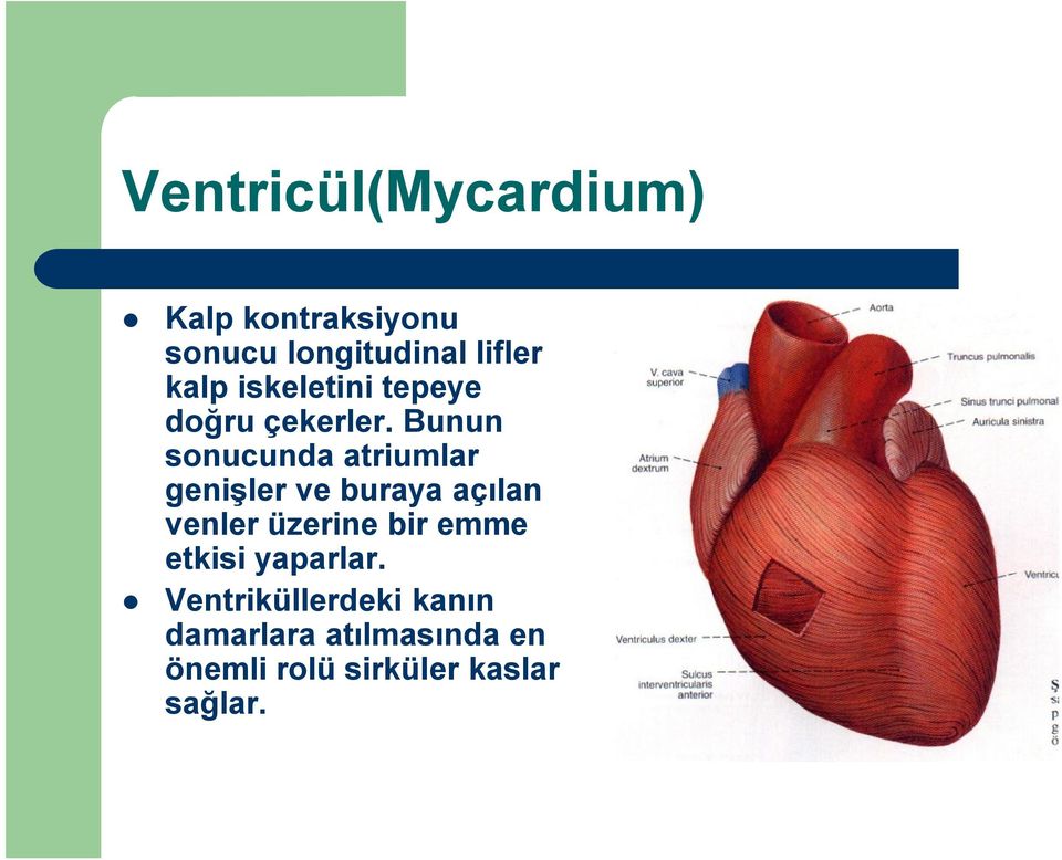 Bunun sonucunda atriumlar genişler ve buraya açılan venler üzerine bir