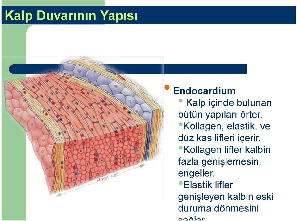 Kollagen, elastik, ve düz kas lifleri içerir.