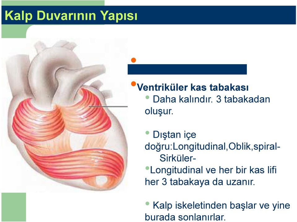 Dıştan içe doğru:longitudinal,oblik,spiral- Sirküler-