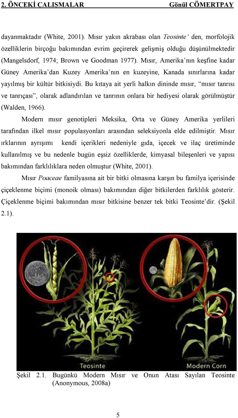 Mısır, Amerika nın keşfine kadar Güney Amerika dan Kuzey Amerika nın en kuzeyine, Kanada sınırlarına kadar yayılmış bir kültür bitkisiydi.