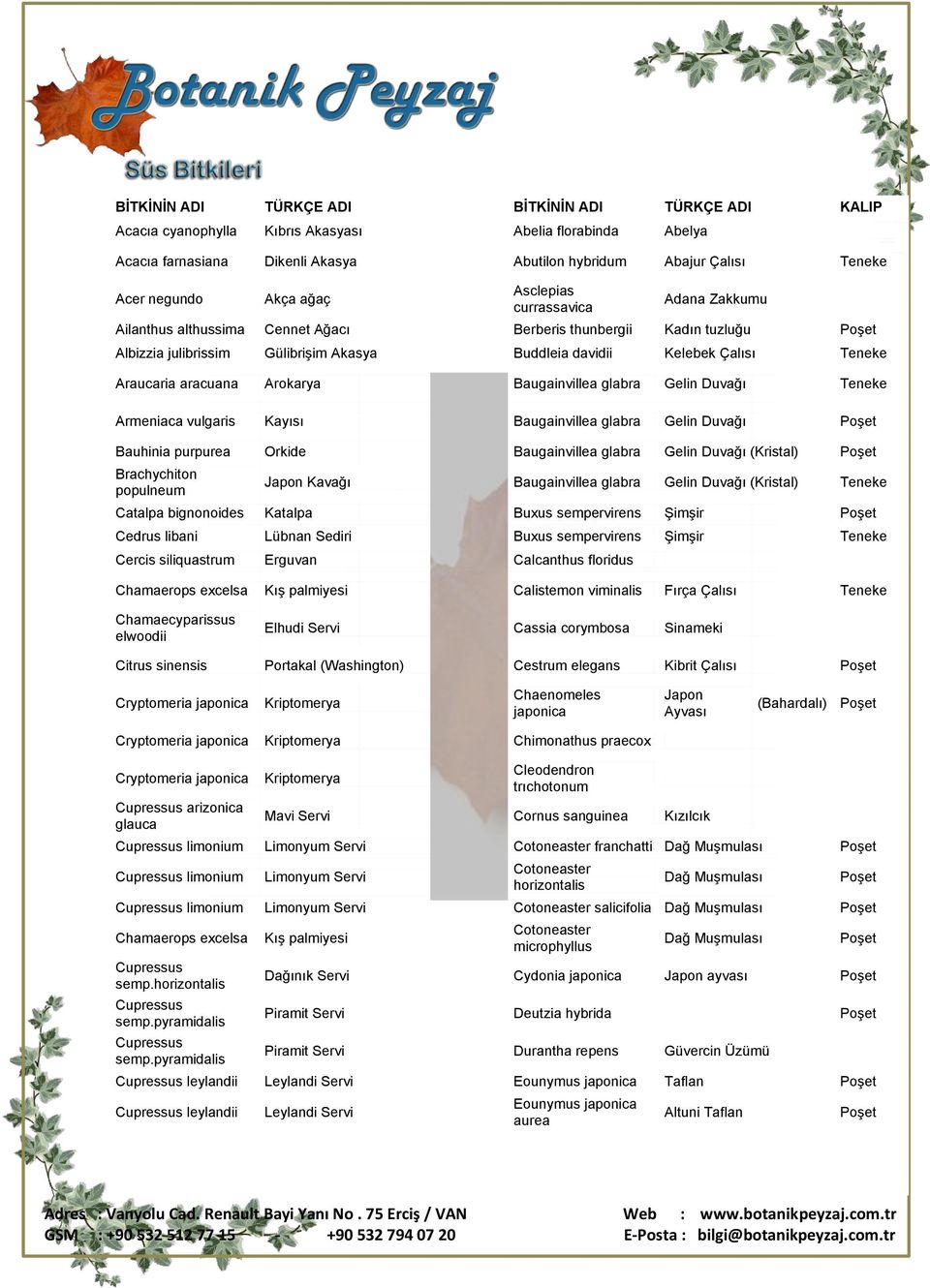 Araucaria aracuana Arokarya Baugainvillea glabra Gelin Duvağı Teneke Armeniaca vulgaris Kayısı Baugainvillea glabra Gelin Duvağı Bauhinia purpurea Orkide Baugainvillea glabra Gelin Duvağı (Kristal)