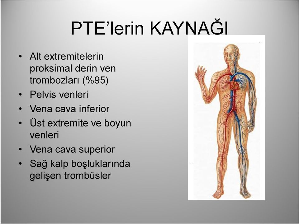 cava inferior Üst extremite ve boyun venleri Vena