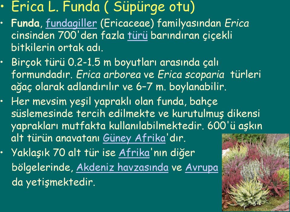 Birçok türü 0.2-1.5 m boyutları arasında çalı formundadır. Erica arborea ve Erica scoparia türleri ağaç olarak adlandırılır ve 6 7 m. boylanabilir.