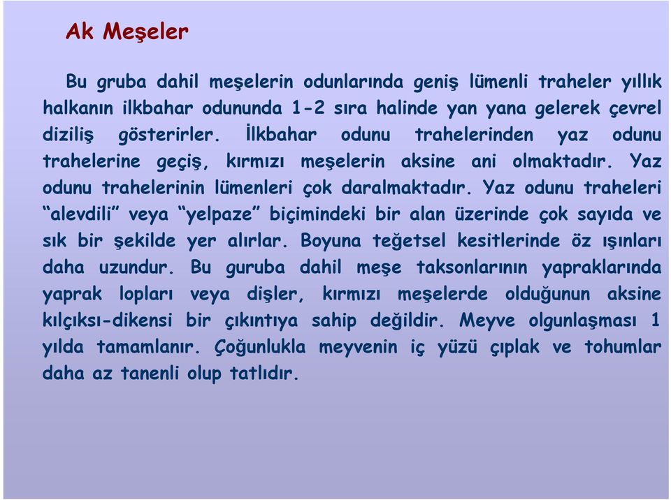 Yaz odunu traheleri alevdili veya yelpaze biçimindeki bir alan üzerinde çok sayıda ve sık bir şekilde yer alırlar. Boyuna teğetsel kesitlerinde öz ışınları daha uzundur.