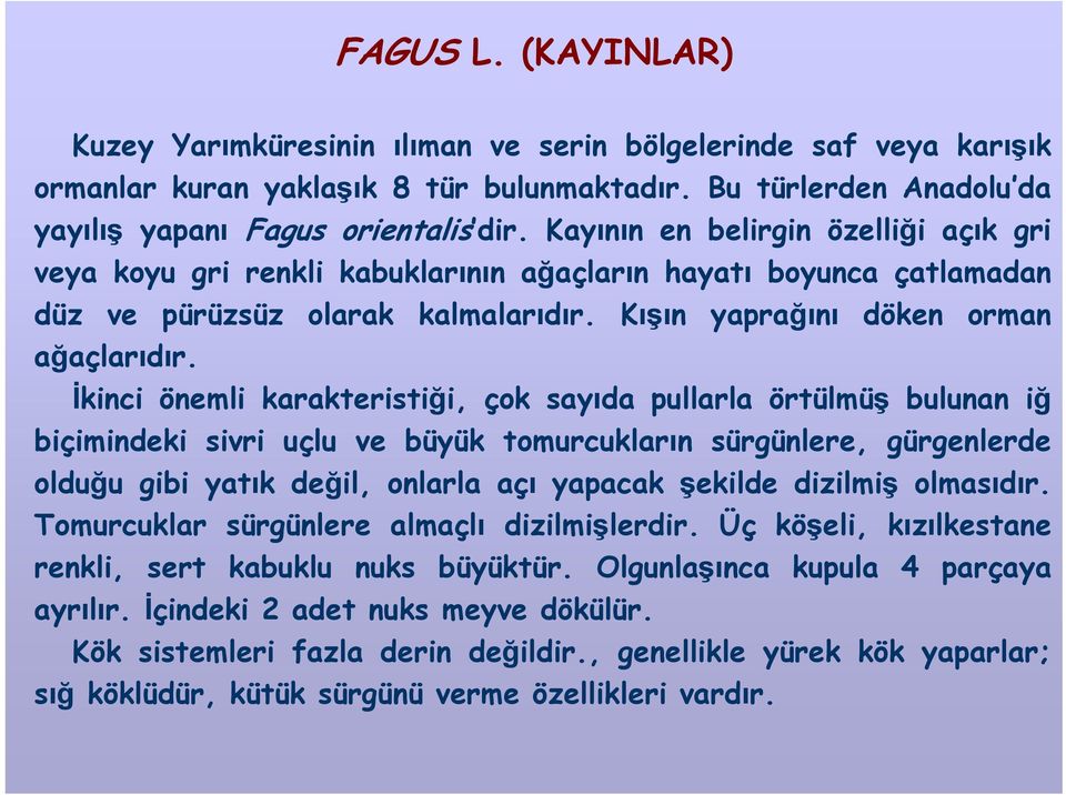 İkinci önemli karakteristiği, çok sayıda pullarla örtülmüş bulunan iğ biçimindeki sivri uçlu ve büyük tomurcukların sürgünlere, gürgenlerde olduğu gibi yatık değil, onlarla açı yapacak şekilde