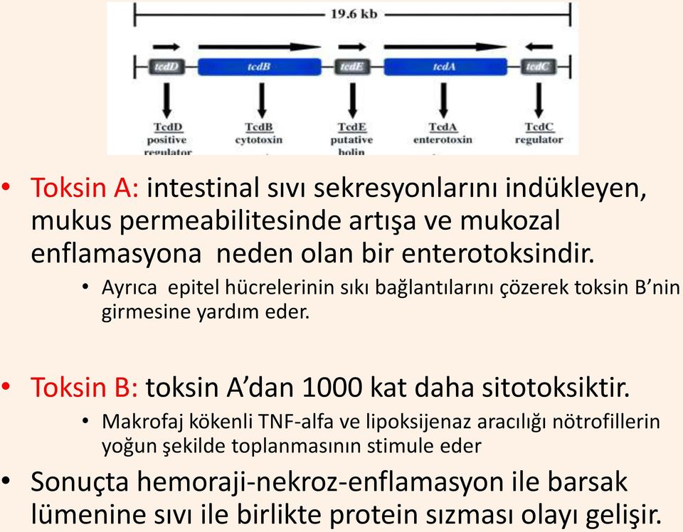 Toksin B: toksin A dan 1000 kat daha sitotoksiktir.