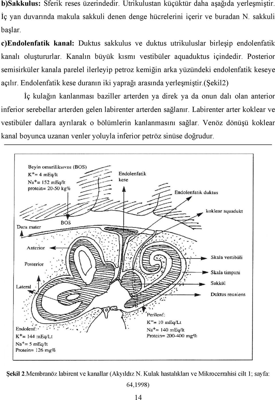 Posterior semisirküler kanala parelel ilerleyip petroz kemiğin arka yüzündeki endolenfatik keseye açılır. Endolenfatik kese duranın iki yaprağı arasında yerleşmiştir.