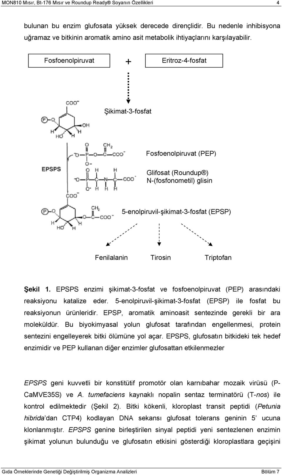 Fosfoenolpiruvat + Eritroz-4-fosfat Şikimat-3-fosfat Fosfoenolpiruvat (PEP) Glifosat (Roundup ) N-(fosfonometil) glisin 5-enolpiruvil-şikimat-3-fosfat (EPSP) Fenilalanin Tirosin Triptofan Şekil 1.