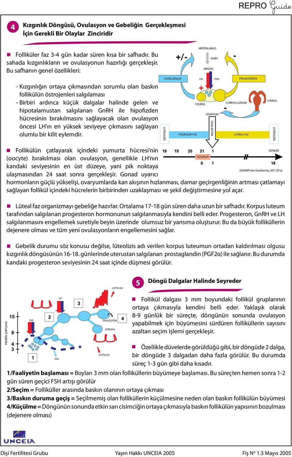 Bu safhanın genel özellikleri: HİPOTALAMUS GnRH HİPOFİZ - Kızgınlığın ortaya çıkmasından sorumlu olan baskın follikülün östrojenleri salgılaması - Birbiri ardınca küçük dalgalar halinde gelen ve