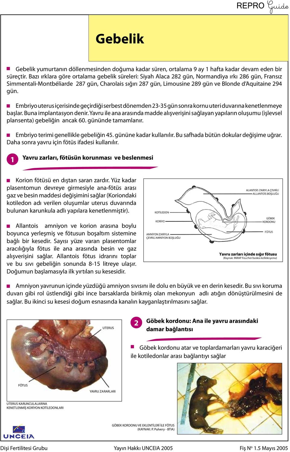 294 gün. Embriyo uterus içerisinde geçirdiği serbest dönemden 23-35 gün sonra kornu uteri duvarına kenetlenmeye başlar. Buna implantasyon denir.