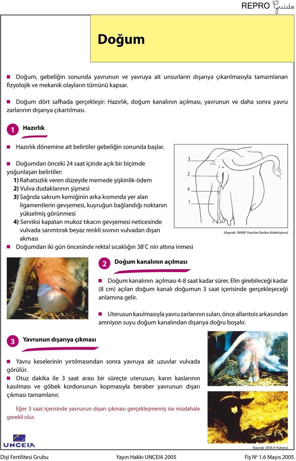 Doğumdan önceki 24 saat içinde açık bir biçimde yoğunlaşan belirtiler: 1) Rahatsızlık veren düzeyde memede şişkinlik-ödem 2) Vulva dudaklarının şişmesi 3) Sağrıda sakrum kemiğinin arka kısmında yer