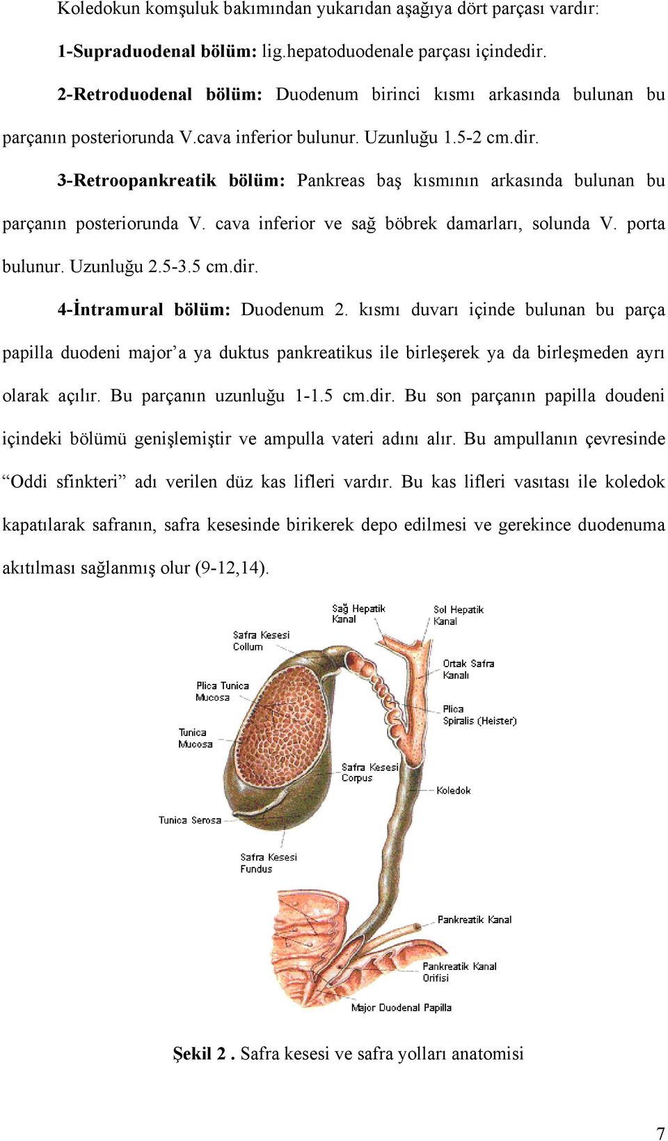 3-Retroopankreatik bölüm: Pankreas baş kısmının arkasında bulunan bu parçanın posteriorunda V. cava inferior ve sağ böbrek damarları, solunda V. porta bulunur. Uzunluğu 2.5-3.5 cm.dir.