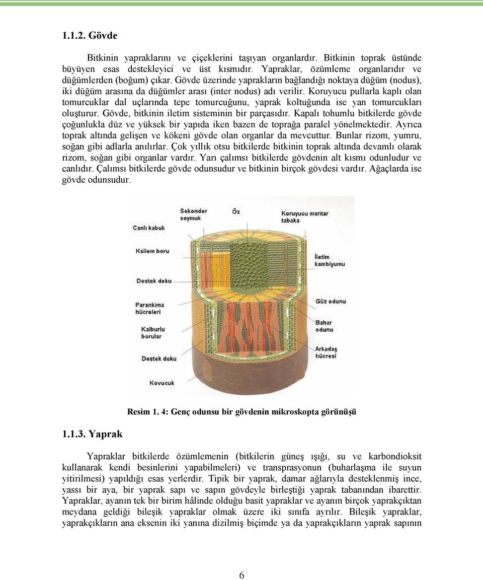 Koruyucu pullarla kaplı olan tomurcuklar dal uçlarında tepe tomurcuğunu, yaprak koltuğunda ise yan tomurcukları oluşturur. Gövde, bitkinin iletim sisteminin bir parçasıdır.