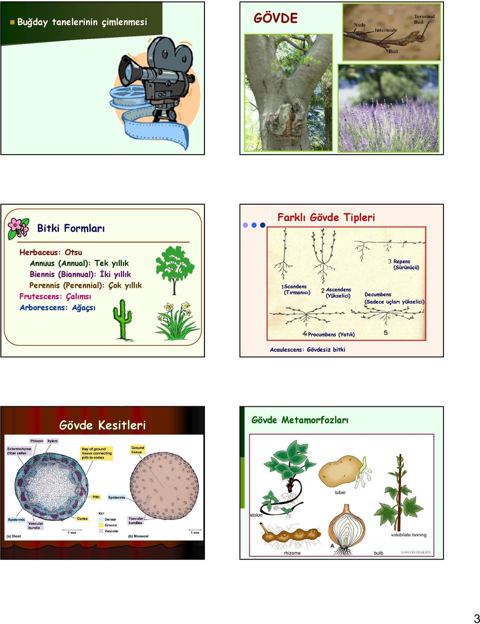 Çalımsı Arborescens: Ağaçsı Scandens (Tırmanıcı) Ascendens (Yükselici) Repens (Sürünücü) Decumbens