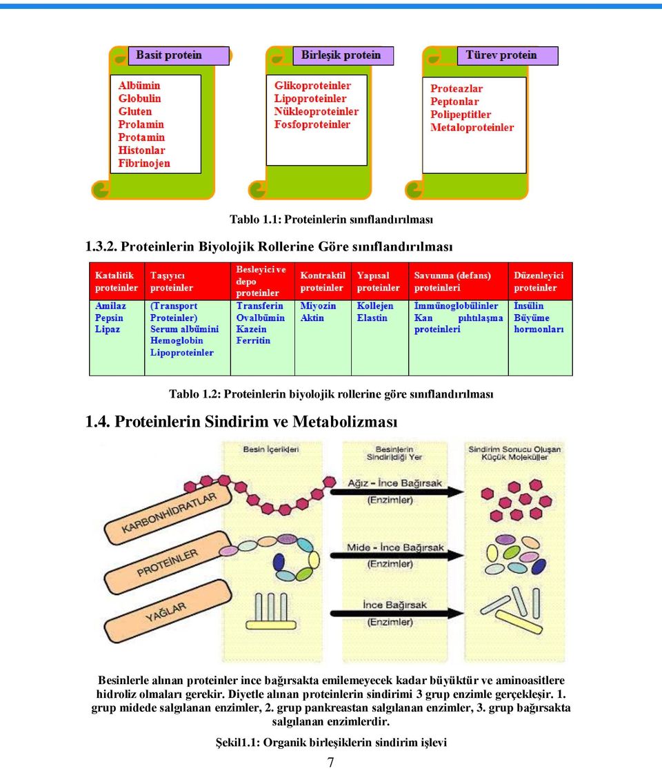 Proteinlerin Sindirim ve Metabolizması Besinlerle alınan proteinler ince bağırsakta emilemeyecek kadar büyüktür ve aminoasitlere hidroliz