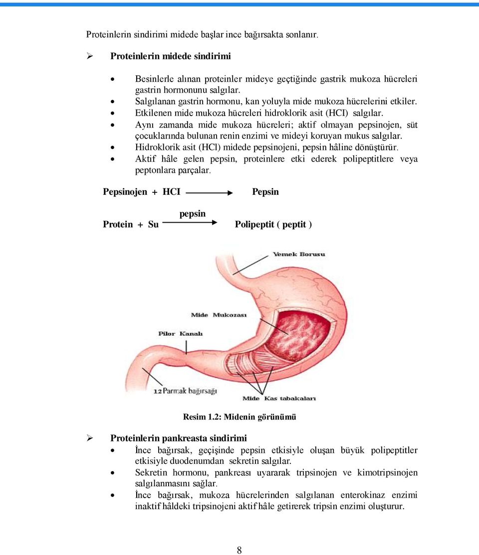 Aynı zamanda mide mukoza hücreleri; aktif olmayan pepsinojen, süt çocuklarında bulunan renin enzimi ve mideyi koruyan mukus salgılar.