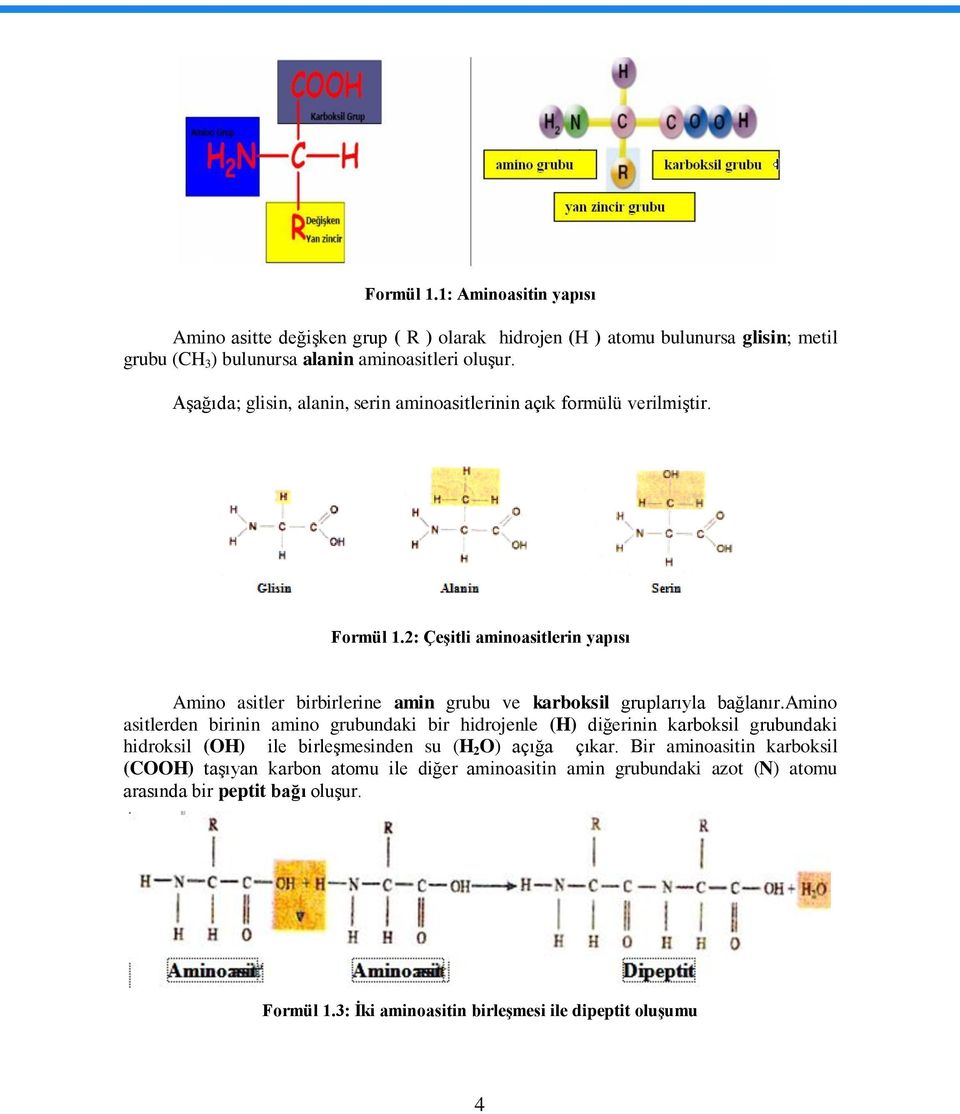 2: ÇeĢitli aminoasitlerin yapısı Amino asitler birbirlerine amin grubu ve karboksil gruplarıyla bağlanır.