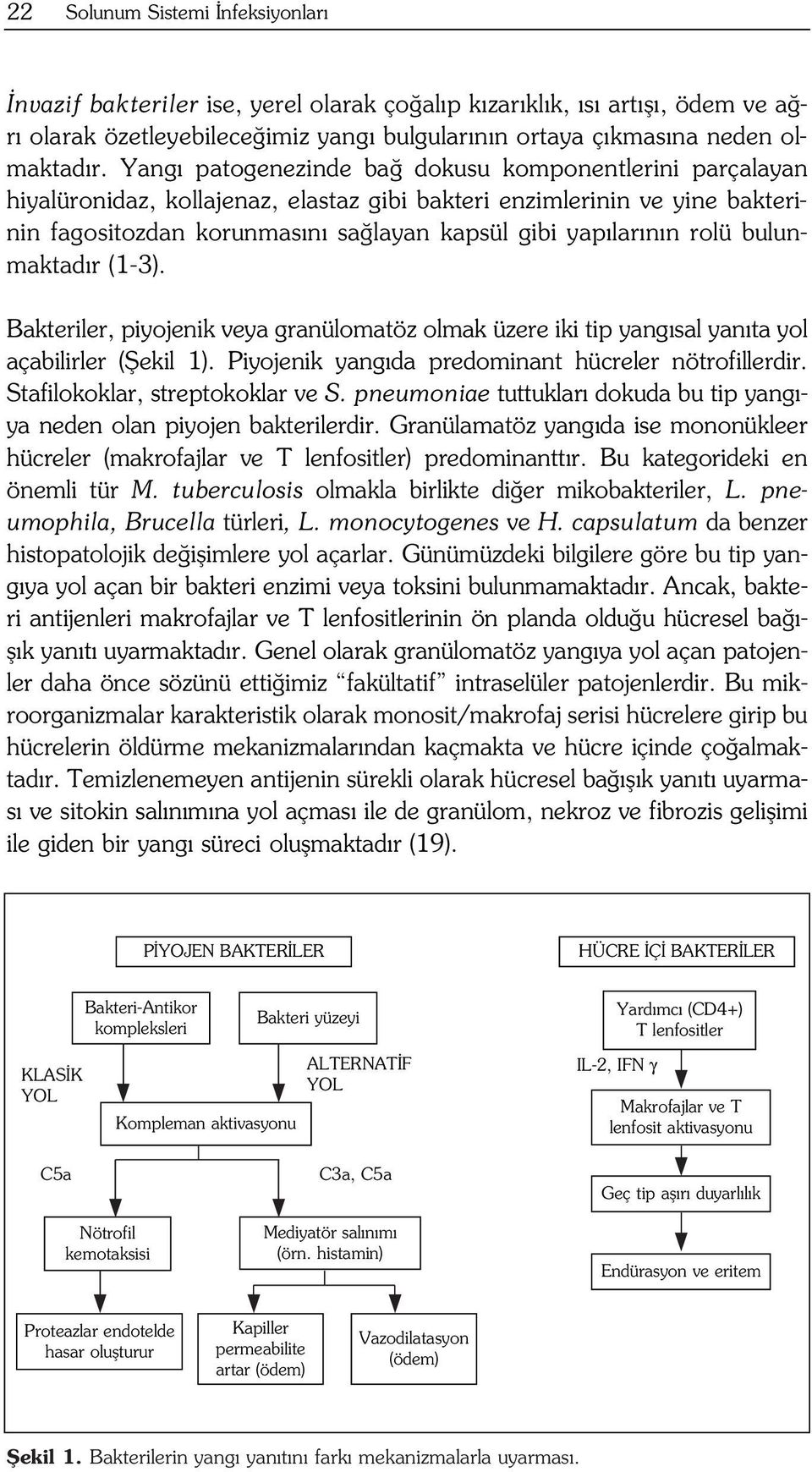 bulunmaktad r (1-3). Bakteriler, piyojenik veya granülomatöz olmak üzere iki tip yang sal yan ta yol açabilirler (fiekil 1). Piyojenik yang da predominant hücreler nötrofillerdir.