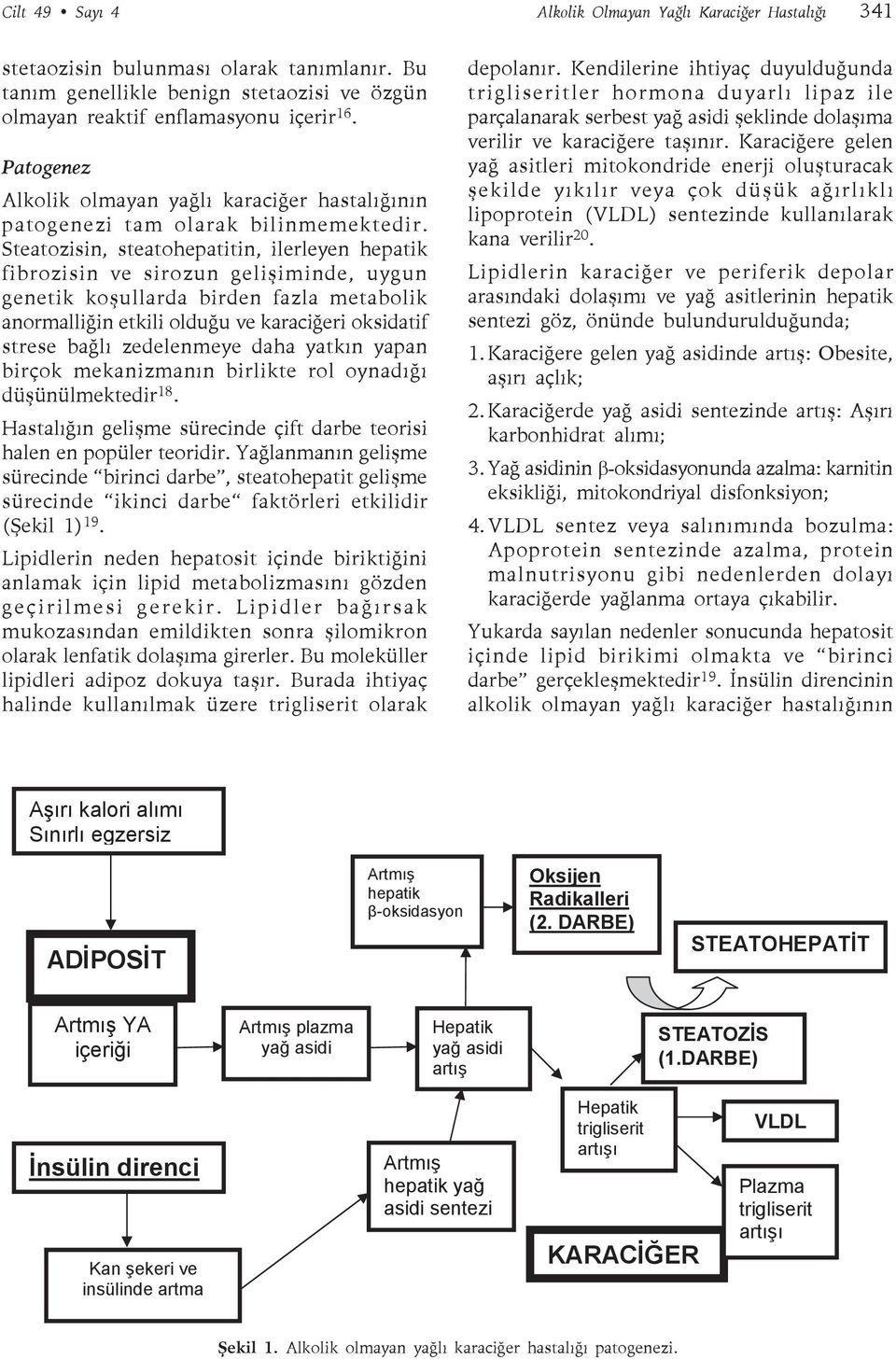 Steatozisin, steatohepatitin, ilerleyen hepatik fibrozisin ve sirozun gelişiminde, uygun genetik koşullarda birden fazla metabolik anormalliğin etkili olduğu ve karaciğeri oksidatif strese bağlı