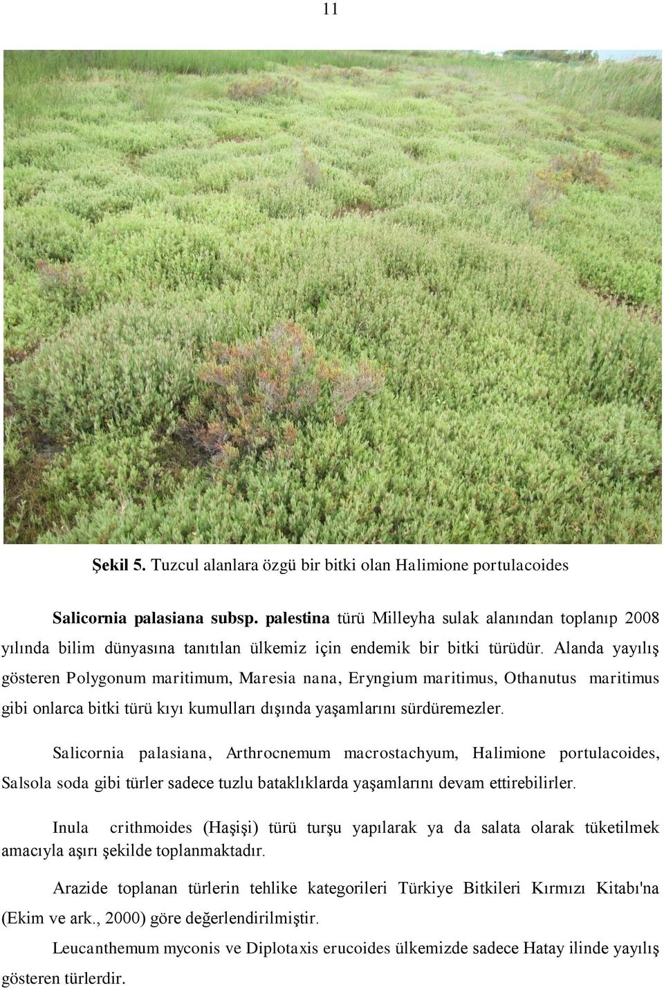 Alanda yayılıģ gösteren Polygonum maritimum, Maresia nana, Eryngium maritimus, Othanutus maritimus gibi onlarca bitki türü kıyı kumulları dıģında yaģamlarını sürdüremezler.