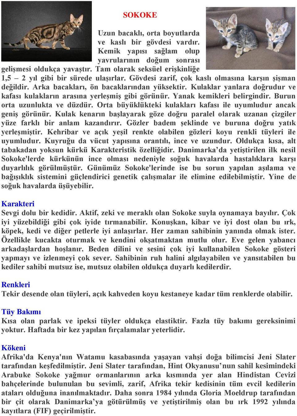 Kulaklar yanlara doğrudur ve kafası kulakların arasına yerleşmiş gibi görünür. Yanak kemikleri belirgindir. Burun orta uzunlukta ve düzdür.