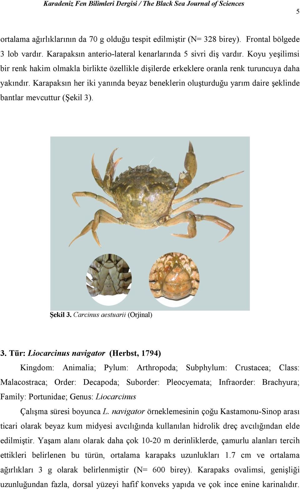 Karapaksın her iki yanında beyaz beneklerin oluşturduğu yarım daire şeklinde bantlar mevcuttur (Şekil 3). Şekil 3. Carcinus aestuarii (Orjinal) 3.