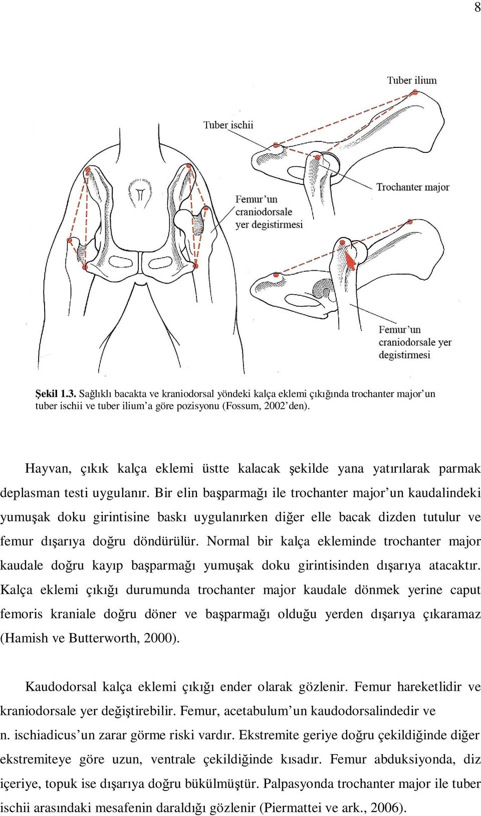 Bir elin başparmağı ile trochanter major un kaudalindeki yumuşak doku girintisine baskı uygulanırken diğer elle bacak dizden tutulur ve femur dışarıya doğru döndürülür.